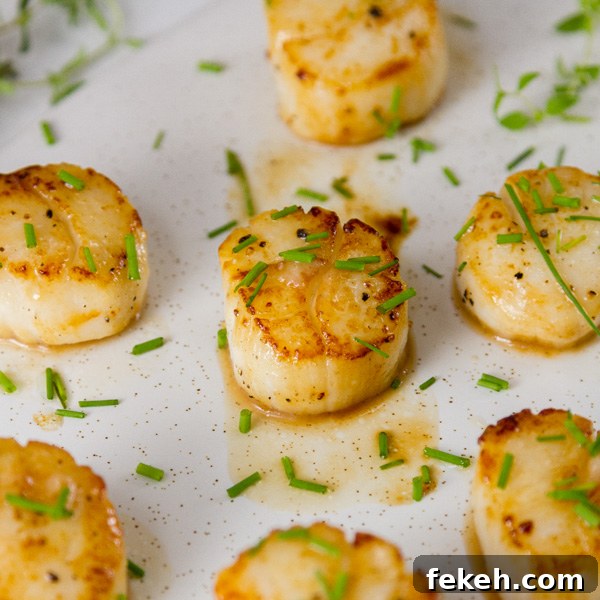 square crop of 7 seared Vanilla Dusted Scallops